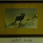 Cover image of [Big horn sheep in mountain landscape]